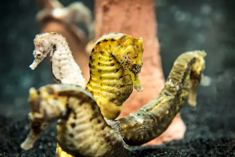 Seahorses At Sea Life Michigan
