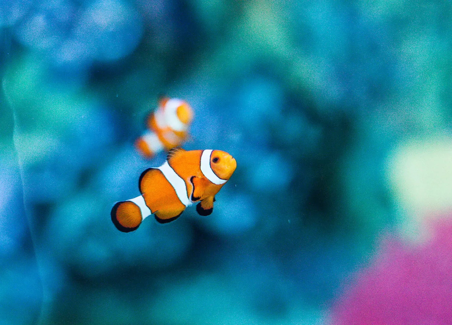 Bottom Clown Fish 1500X 1080