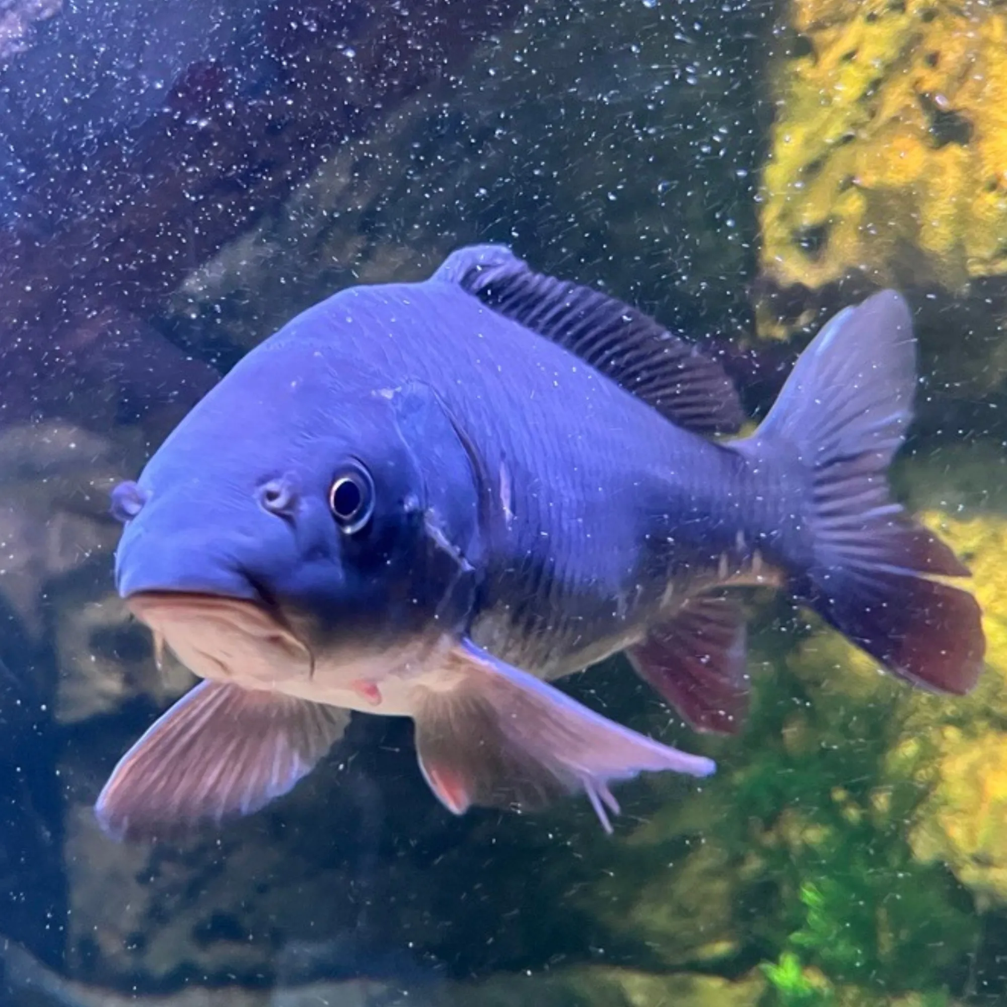 A picture of a fish in the freshwater swamp exhibit