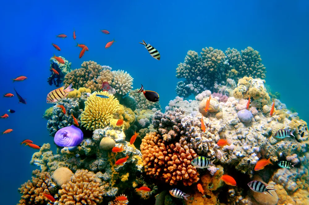 Coral view